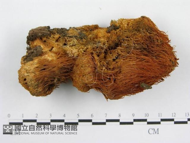 登錄號:F0005632藏品圖，第1張