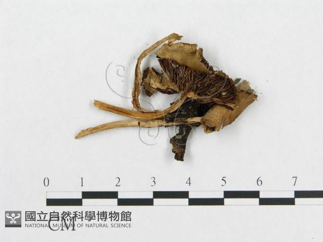 登錄號:F0015632藏品圖，第1張
