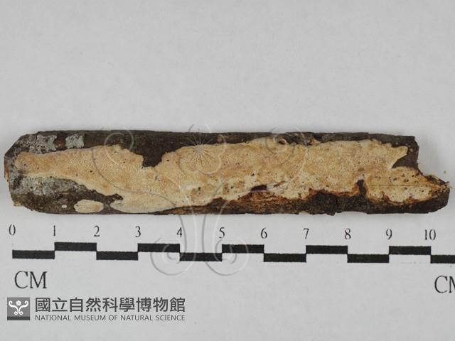 登錄號:F0029632藏品圖，第1張
