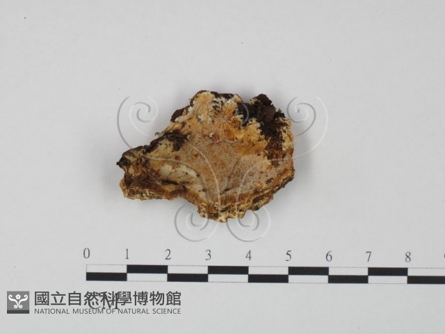 登錄號:F0009632藏品圖，第1張