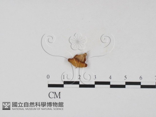 多孔菌屬藏品圖，第1張