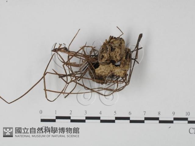 革菌屬藏品圖，第1張