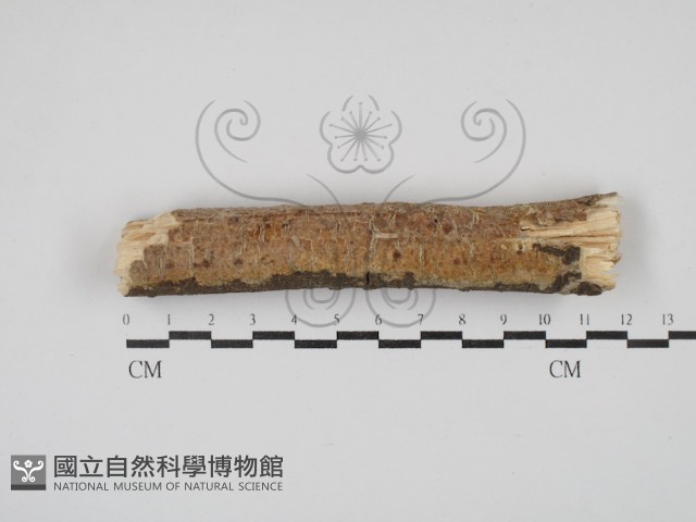登錄號:F0030432藏品圖，第1張