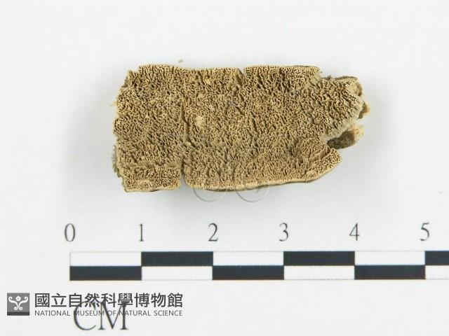 登錄號:F0006432藏品圖，第1張