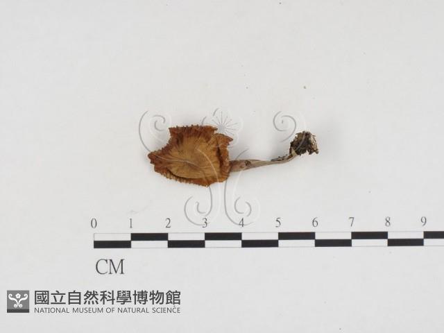 登錄號:F0024432藏品圖，第1張