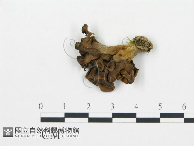 登錄號:F0014432藏品圖，第1張