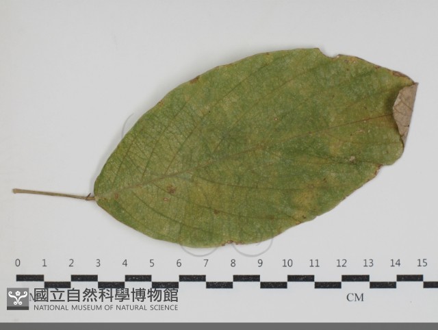 登錄號:F0034432藏品圖，第1張