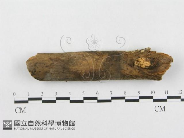 登錄號:F0002432藏品圖，第1張