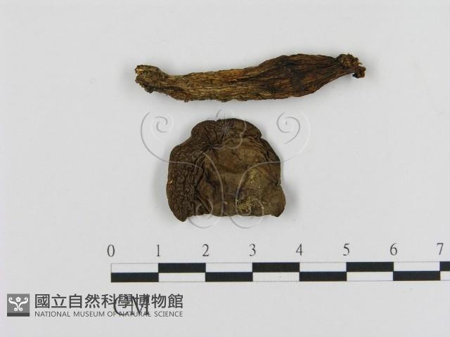 登錄號:F0012432藏品圖，第1張