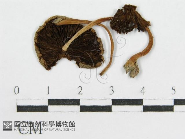 登錄號:F0007432藏品圖，第1張