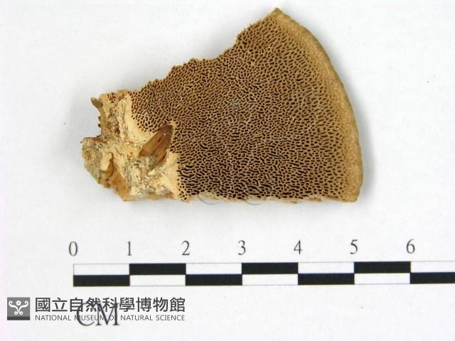 登錄號:F0017432藏品圖，第1張