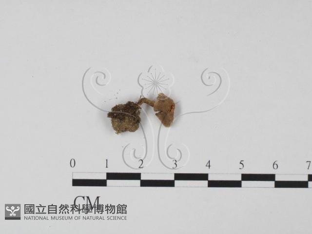 登錄號:F0015432藏品圖，第1張