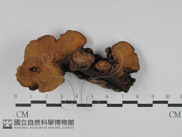 登錄號:F0029432藏品圖，第1張