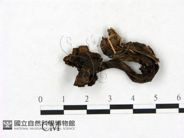 小菇屬藏品圖，第1張