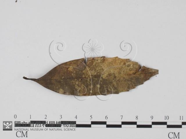 登錄號:F0003432藏品圖，第1張