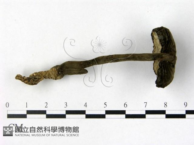 登錄號:F0013432藏品圖，第1張