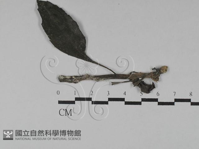 登錄號:F0028732藏品圖，第1張
