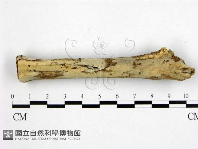 管齒菌屬藏品圖，第1張