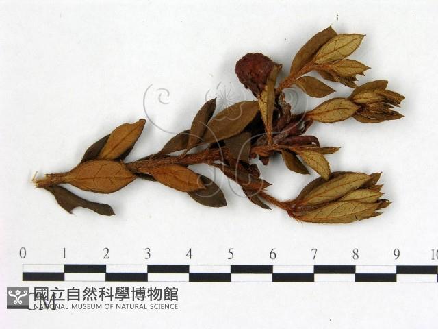 登錄號:F0020732藏品圖，第1張