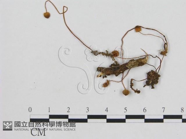 小菇屬藏品圖，第1張