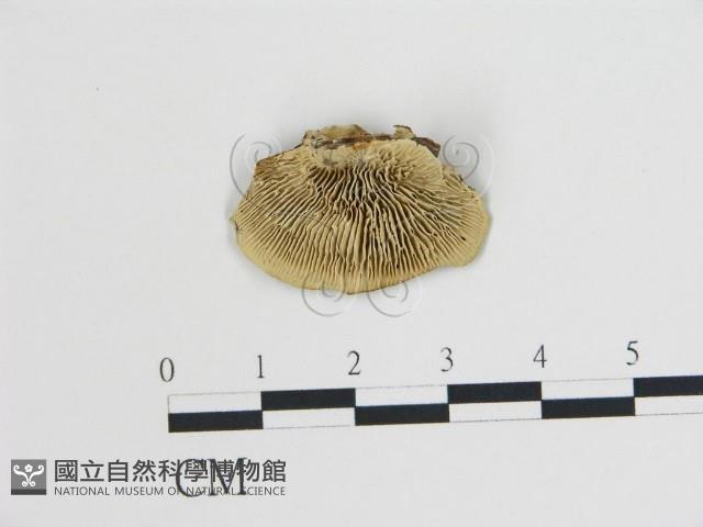登錄號:F0006732藏品圖，第1張