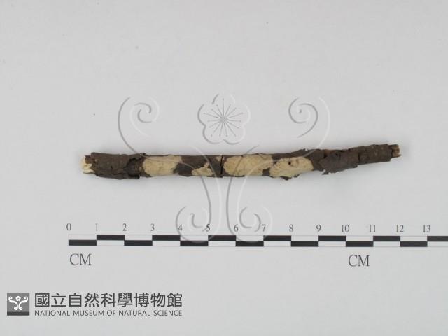 登錄號:F0021732藏品圖，第1張