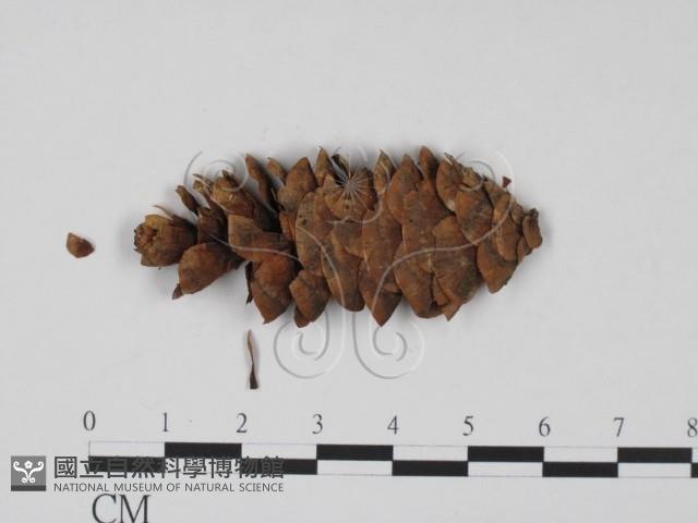 登錄號:F0011732藏品圖，第1張