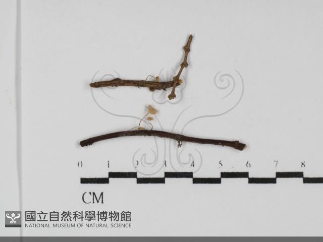 登錄號:F0031732藏品圖，第1張