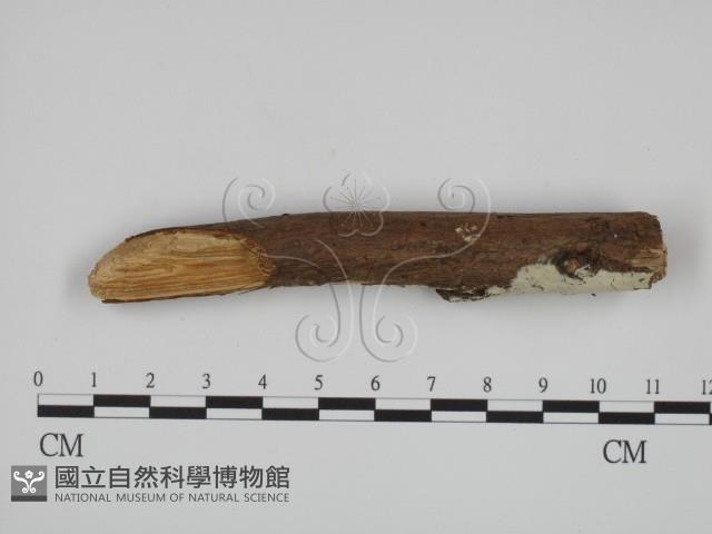 絲齒菌屬藏品圖，第1張