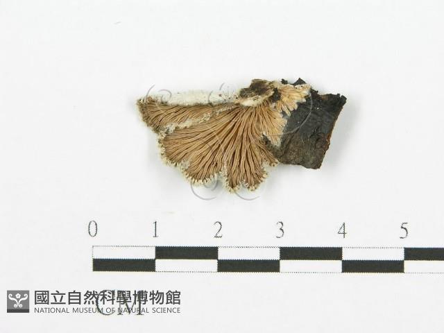 裂褶菌藏品圖，第1張