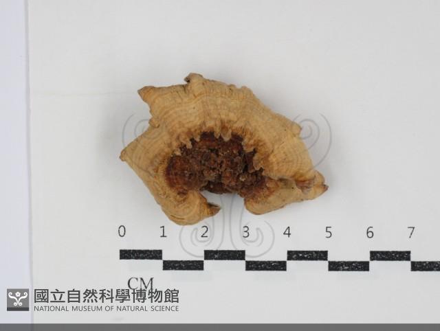 登錄號:F0034732藏品圖，第1張