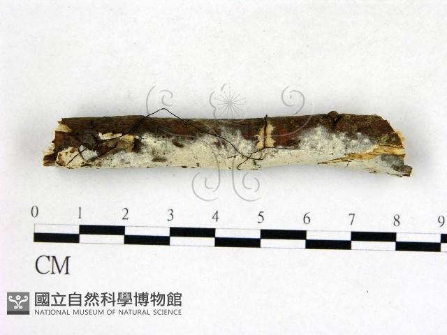 剛毛絲皮菌藏品圖，第1張
