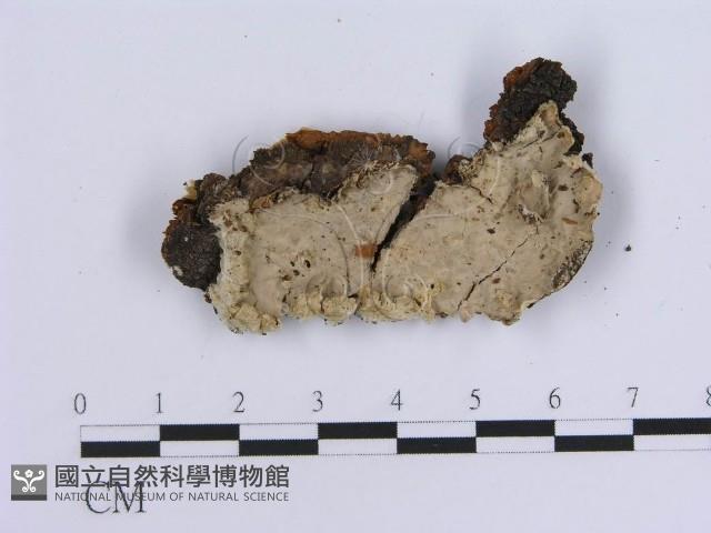 登錄號:F0002732藏品圖，第1張