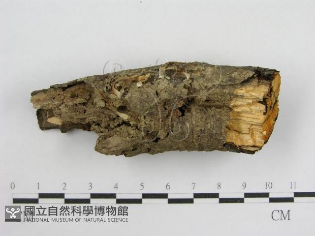 登錄號:F0012732藏品圖，第1張