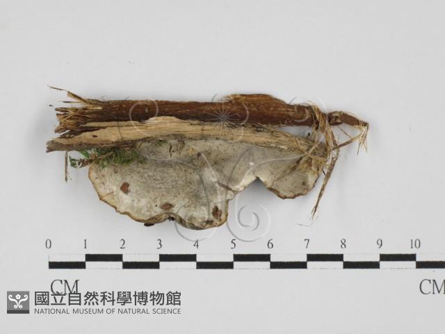 寡孔菌屬藏品圖，第1張