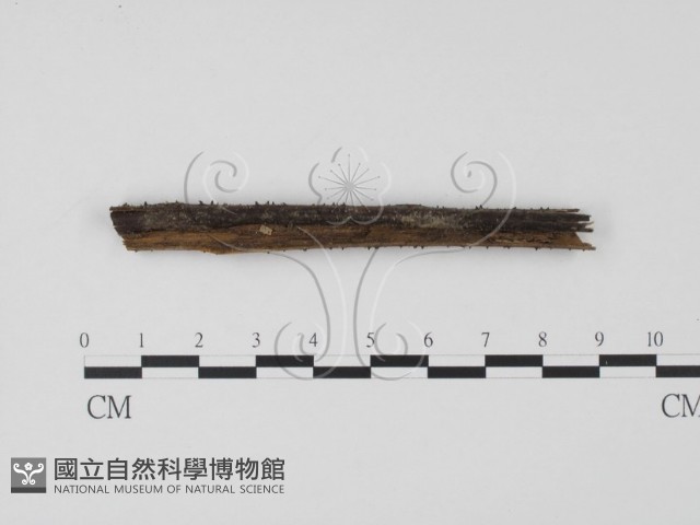 登錄號:F0007732藏品圖，第1張