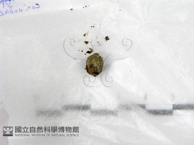 登錄號:F0017732藏品圖，第1張