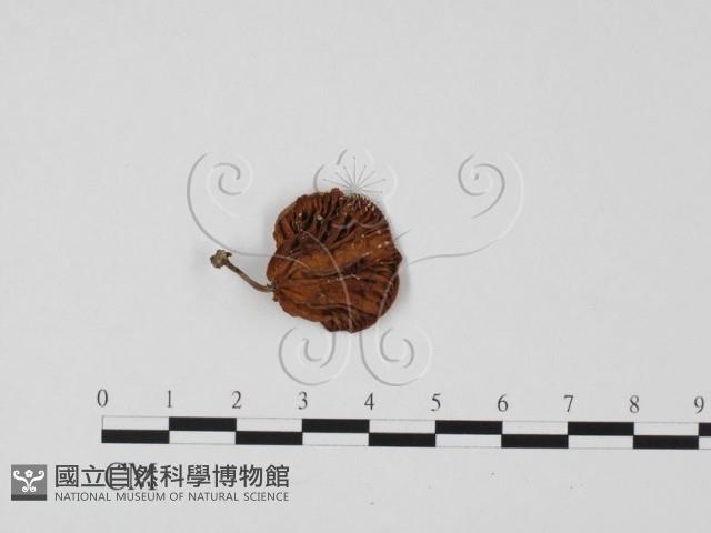 微皮傘屬藏品圖，第1張