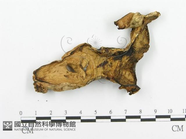 登錄號:F0005732藏品圖，第1張