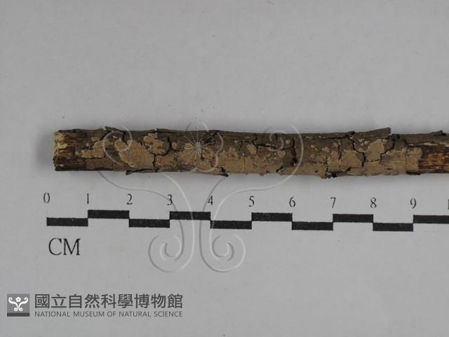 孔韌菌屬藏品圖，第1張