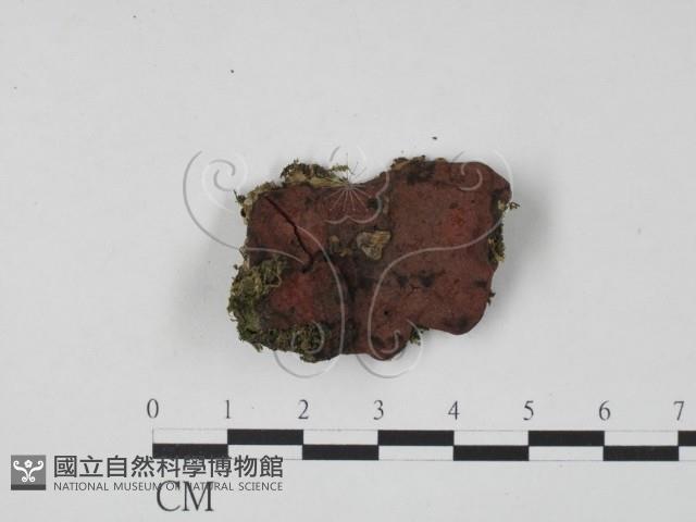 登錄號:F0019732藏品圖，第1張