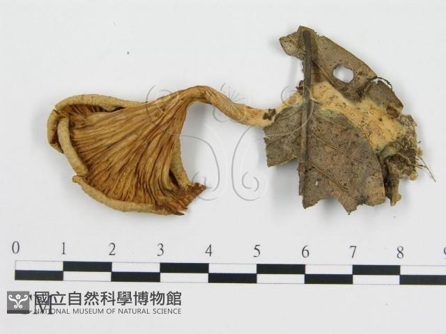 雞油菌屬藏品圖，第1張