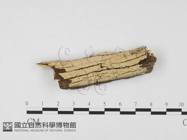 登錄號:F0013732藏品圖，第1張