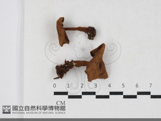 集毛菌屬藏品圖，第1張