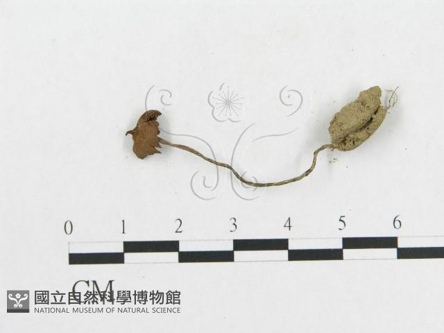 登錄號:F0008532藏品圖，第1張