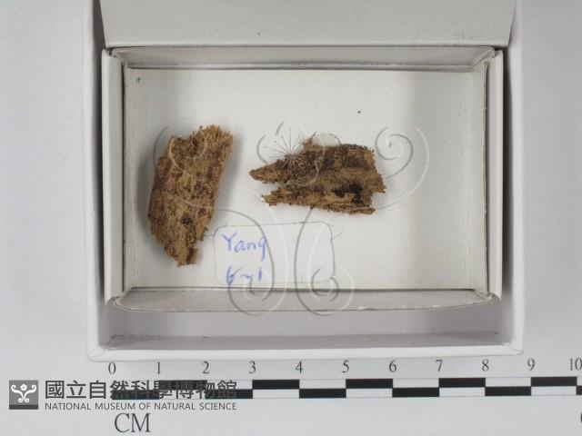 登錄號:F0020532藏品圖，第1張
