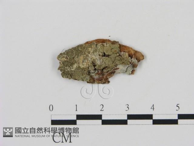 剛毛絲皮菌藏品圖，第1張