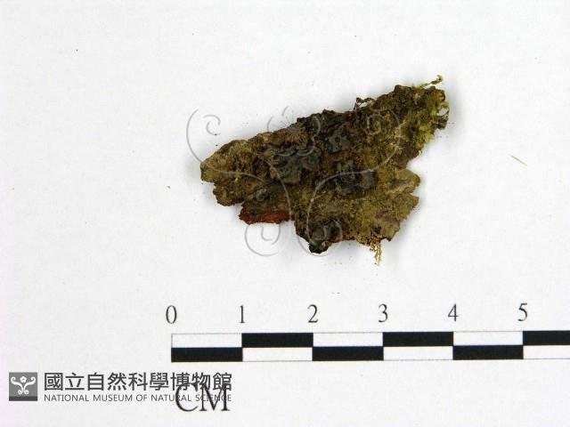 登錄號:F0010532藏品圖，第1張
