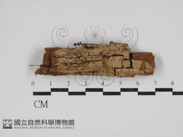 登錄號:F0030532藏品圖，第1張