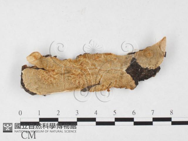 登錄號:F0026532藏品圖，第1張